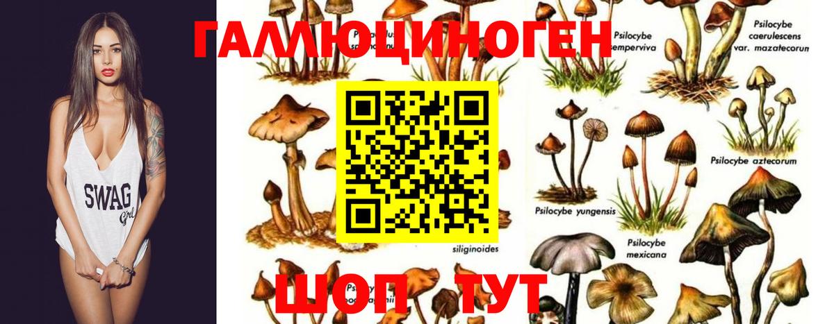 Курчалой  Псилоцибиновые грибы GOLDEN TEACHER  Вход с VPN  Псилоцибиновые грибы ЛСД 